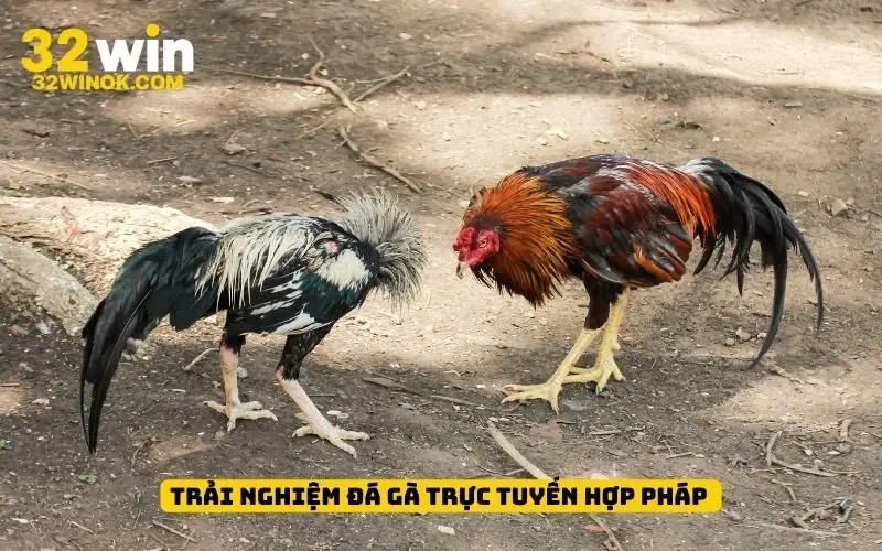 Trải nghiệm đá gà trực tuyến hợp pháp 